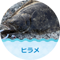 ヒラメ