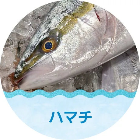 ハマチ