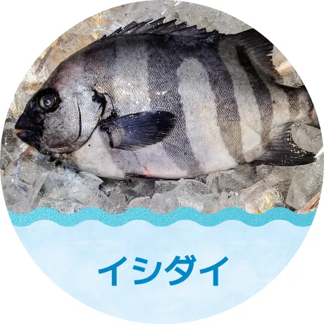 イシダイ