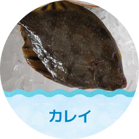 カレイ