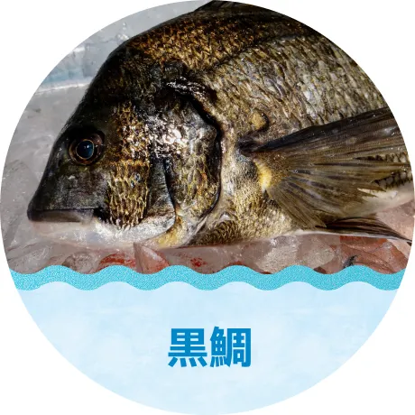 黒鯛