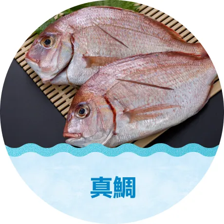 真鯛