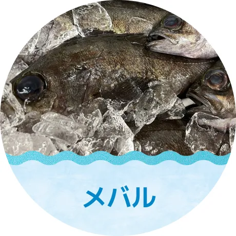 メバル